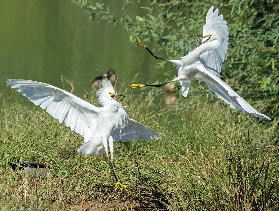 Snowy Egrets Fight 5586-102518-1cr Photograph by Tam Ryan
