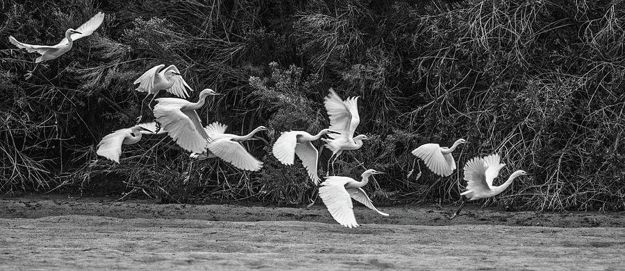 Snowy Egrets Flight 4110-101218-3cr-bw Photograph by Tam Ryan