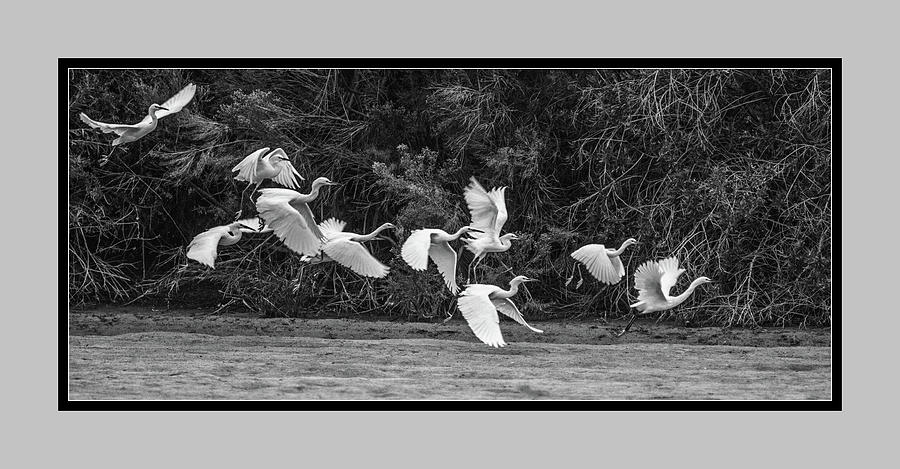Snowy Egrets Flight 4110-101218-4cr-bw Photograph by Tam Ryan