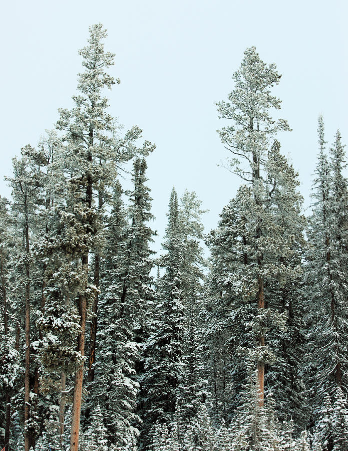 Snowy Evergreens Photograph by Todd Klassy