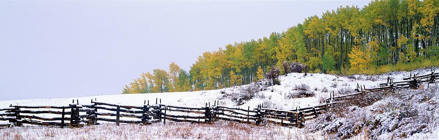 Snowy Fence And Aspens Near Ridgeway Photograph by Visionsofamerica/joe Sohm