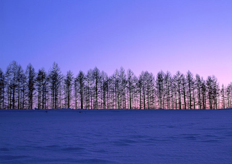 Snowy Field Photograph by Imagenavi