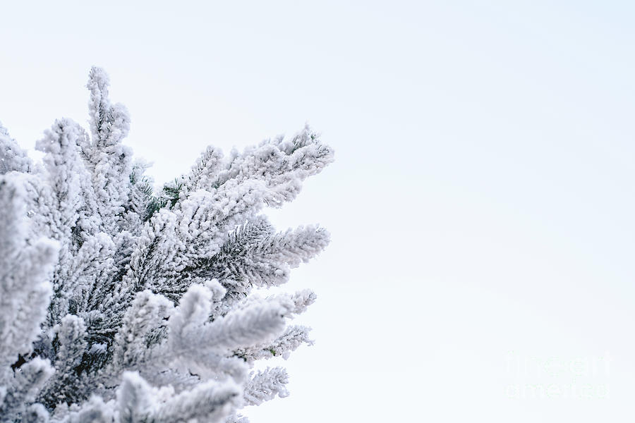 Snowy fir tree top with pale blue sky background with space for text. Photograph by Joaquin Corbalan