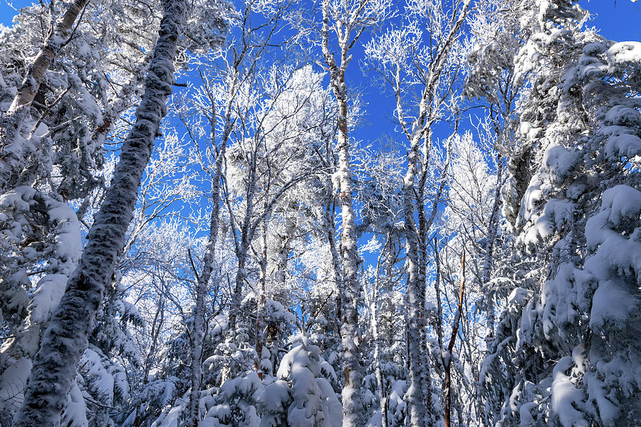 Snowy Forest and Blue Skies Photograph by Chad Dikun