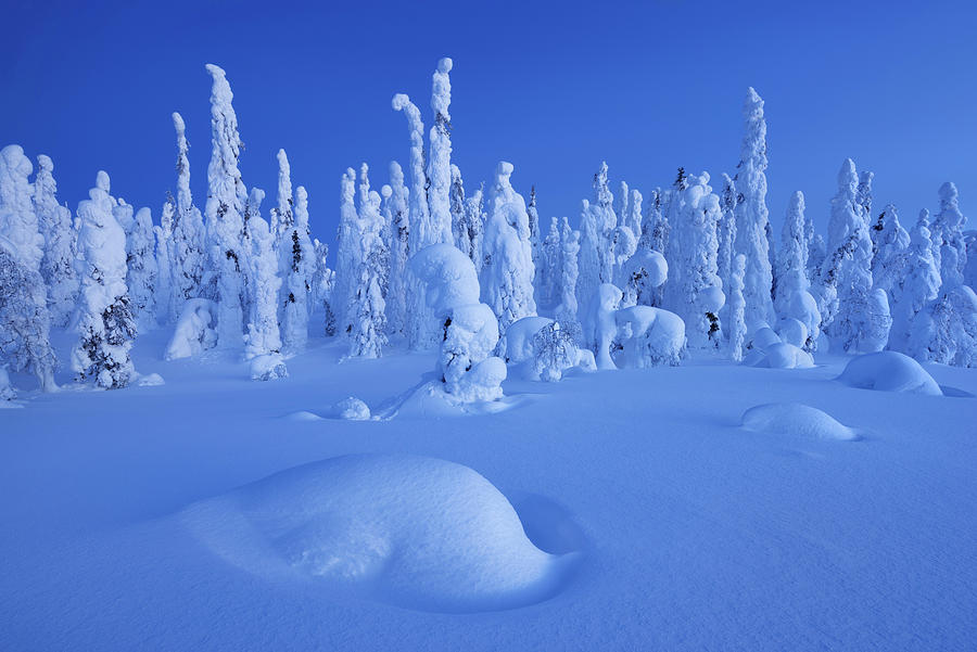 Snowy Forest And Strong Frozen Trees In Blue Dawn In Winter, Riisitunturi National Park, Kuusamo, Lapland, Finland, Scandinavia Photograph by Tobias Richter