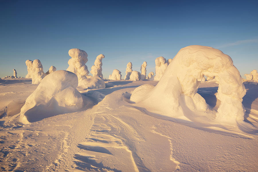 Snowy Forest And Strong Frozen Trees In The Last Evening Light In ...