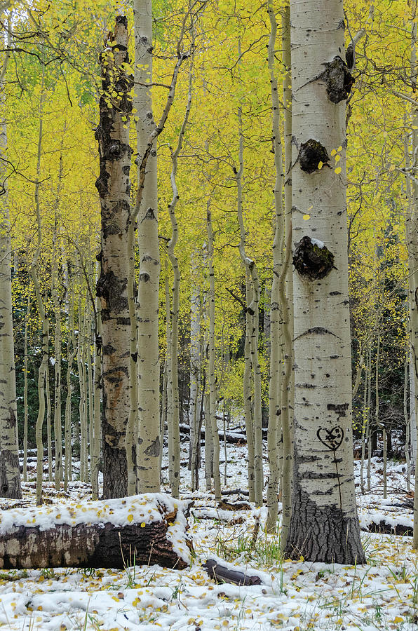 Snowy Gold Aspen Photograph by Gaelyn Olmsted