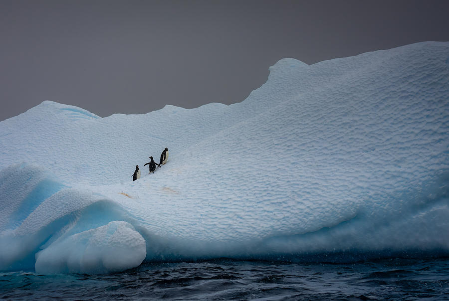 Snowy Iceberg Home To Three Penguins Photograph by Ning Lin