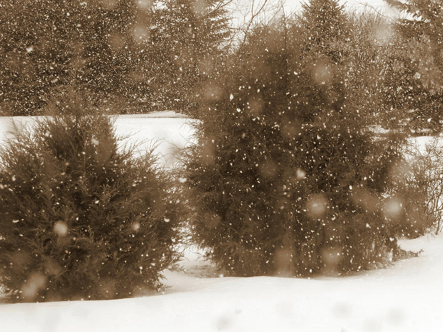 Snowy January Photograph by Cris Fulton