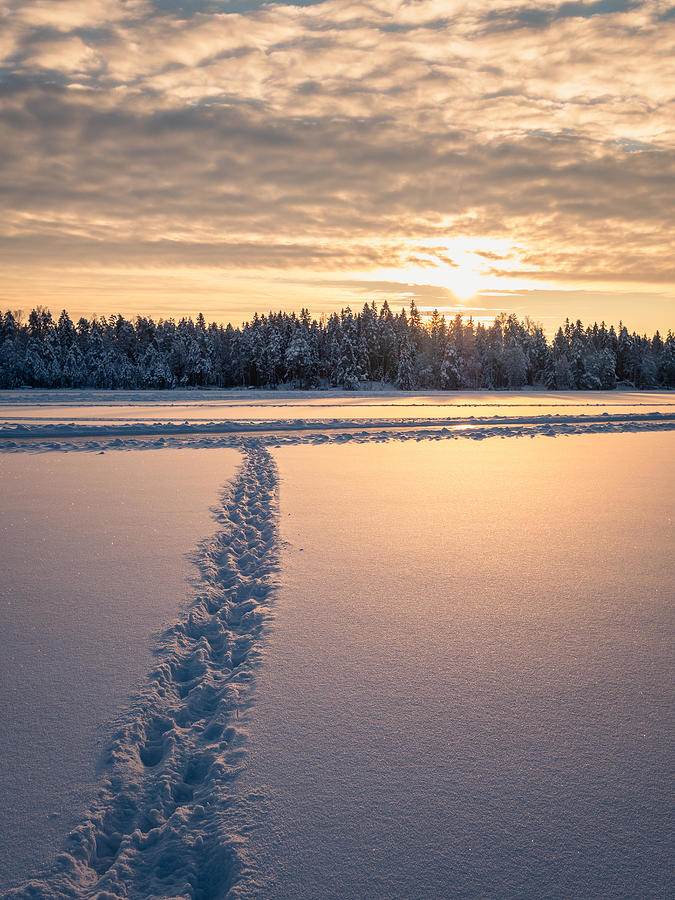 Winter Photograph - Snowy Landscape At Sunrise, Frozen by Jani Riekkinen