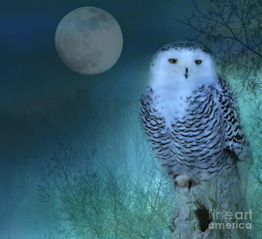 Snowy Moon Photograph by Cynthia Alvado - Fine Art America