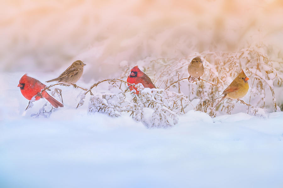 Wildlife Photograph - Snowy Morning  Party by Ling Lu