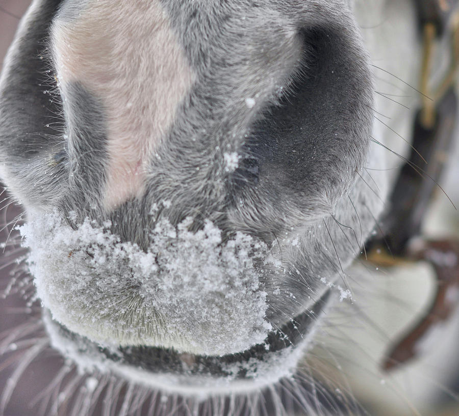 Snowy Muzzle Photograph by Dressage Design