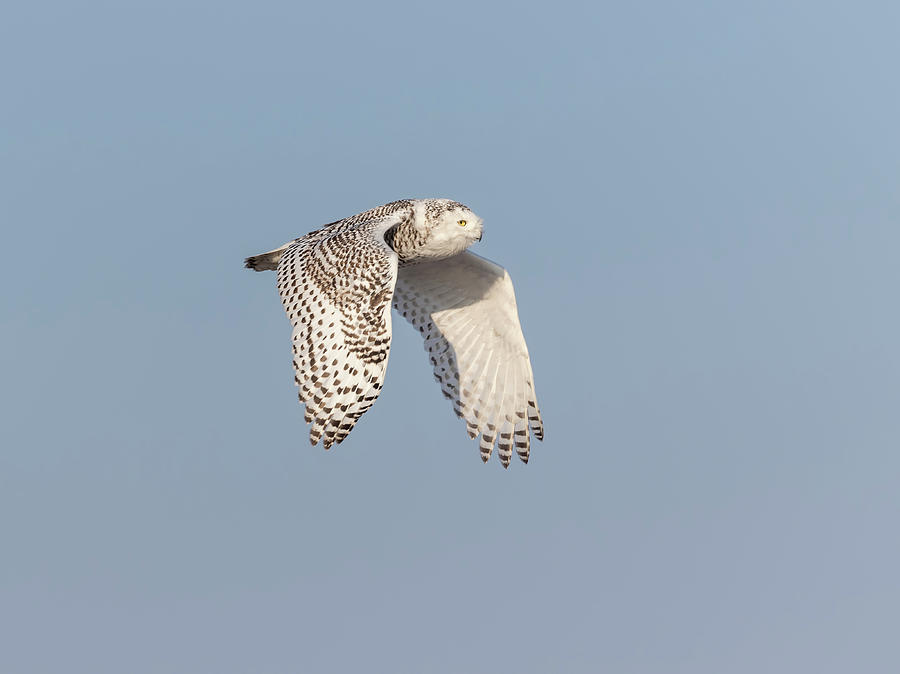 Snowy Owl 2018-10 Photograph by Thomas Young - Fine Art America