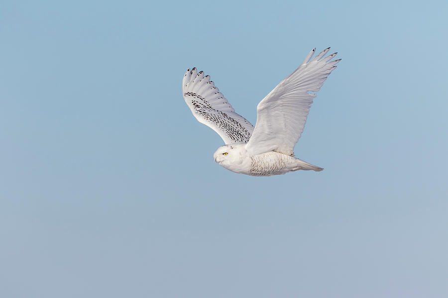 Snowy Owl 2018-23 Photograph by Thomas Young