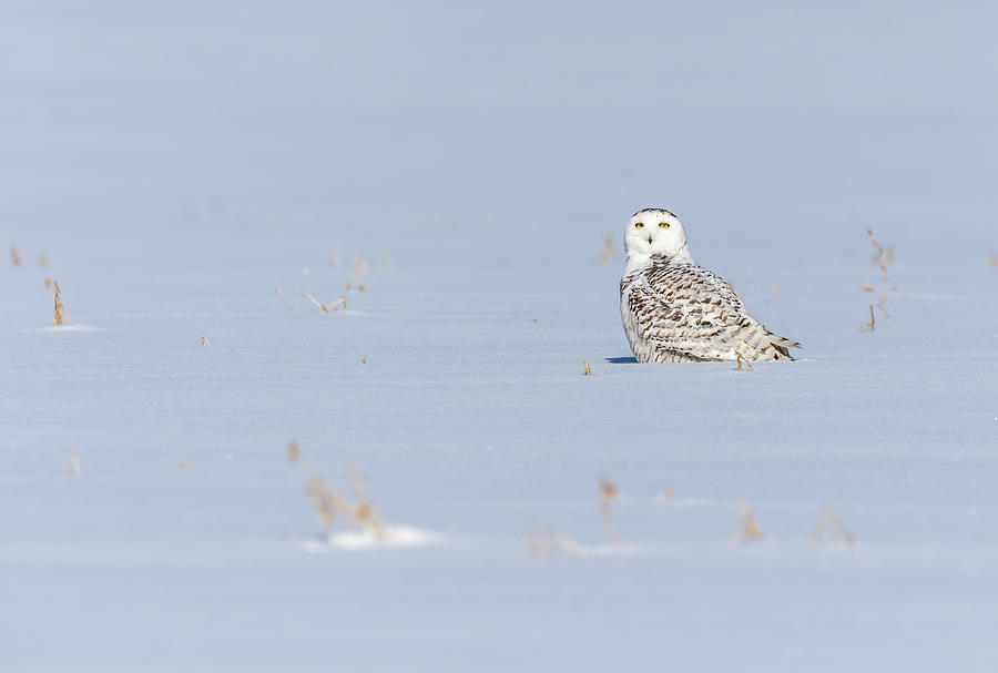 Snowy Owl 2019-1 Photograph by Thomas Young