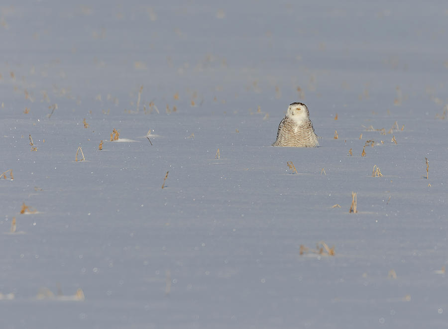 Snowy Owl 2019-3 Photograph by Thomas Young