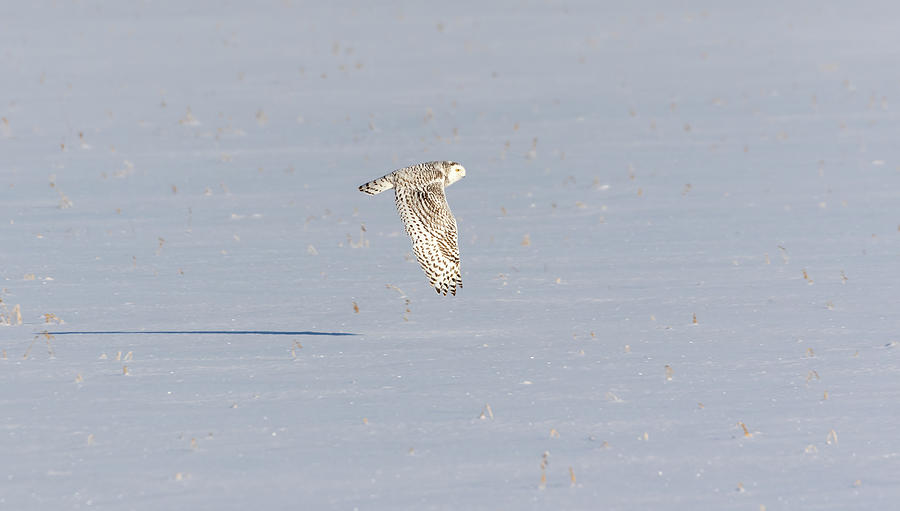 Snowy Owl 2019-4 Photograph by Thomas Young