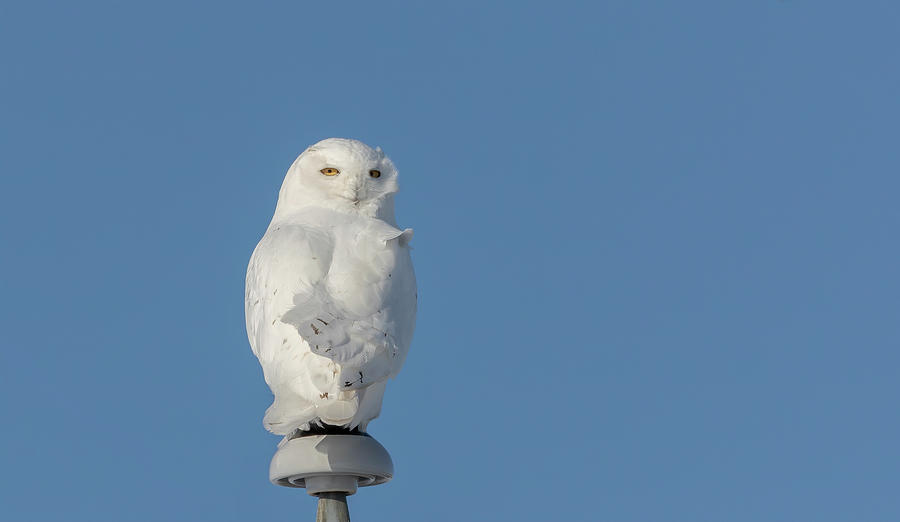 Snowy Owl 2019-5 Photograph by Thomas Young