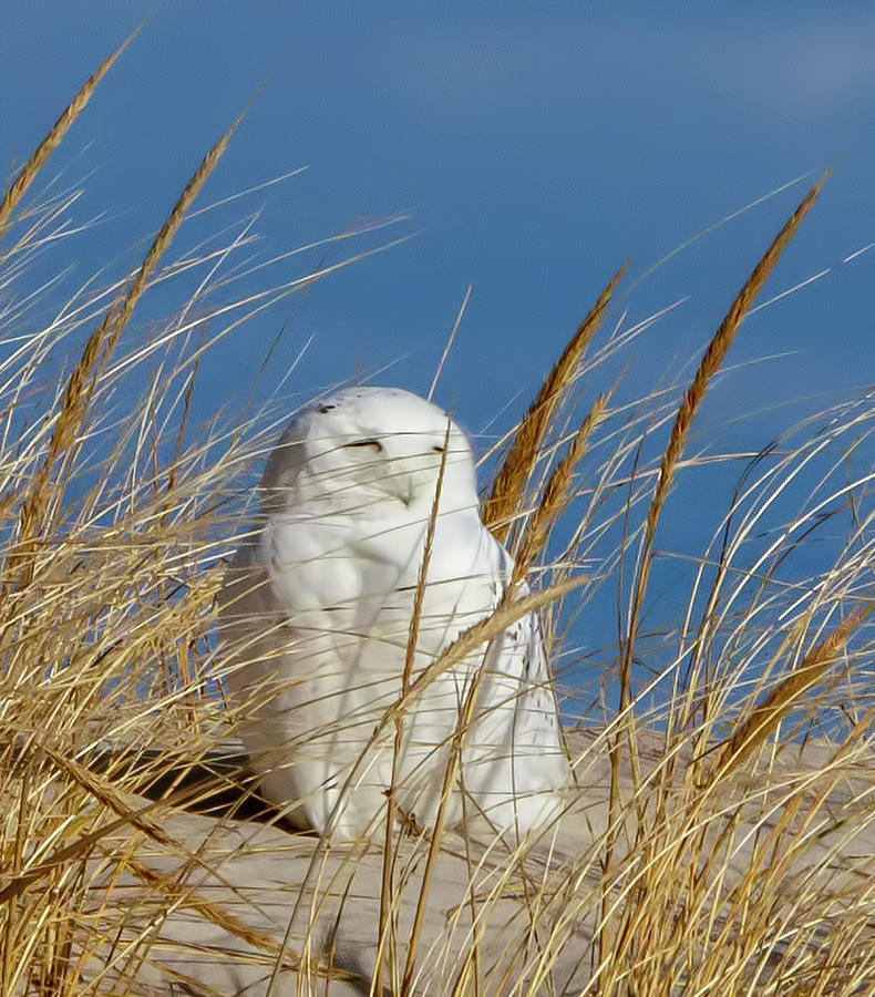 Snowy Owl 7910-417 Photograph by Deidre Elzer-Lento