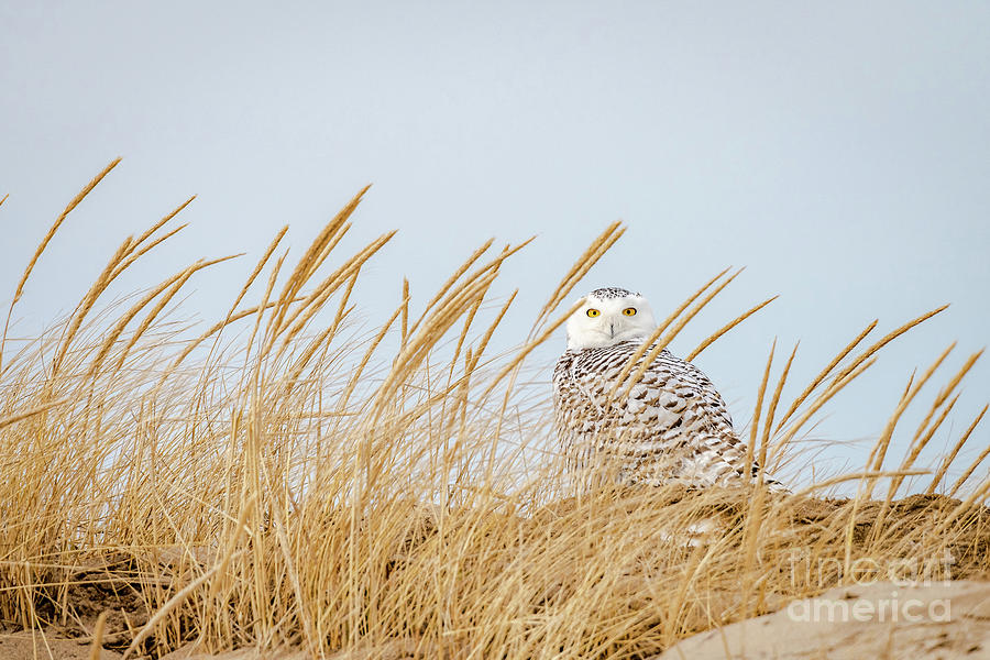 Snowy Owl  Photograph by Alan Schroeder