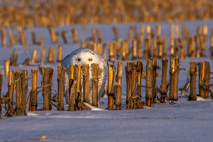 Owl Photograph - Snowy Owl At Sunrise by D. Sarma