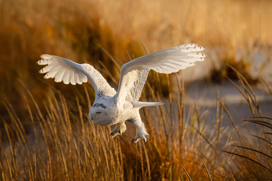 Snowy Owl At Sunrise Photograph by Johnny Chen