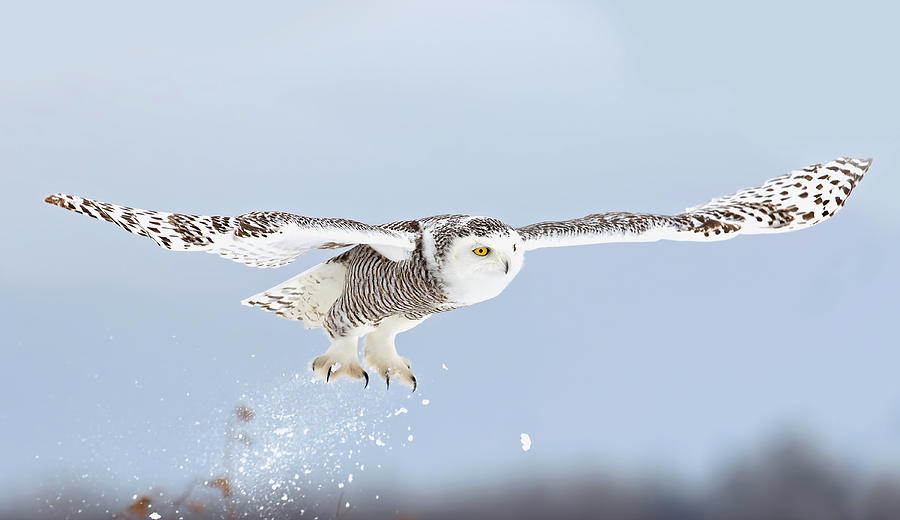 Snowy Owl Blast-off Photograph by Jim Cumming