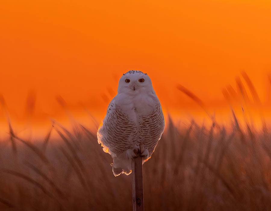 Snowy Owl Blended In Golden Morning Light Photograph by Tu Qiang (john) Chen
