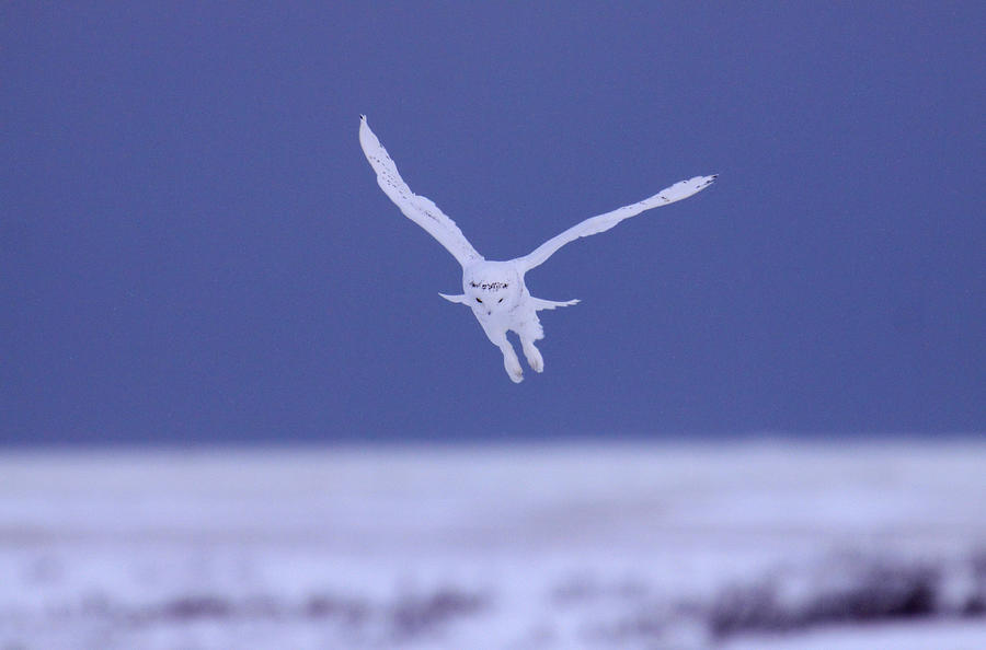 Snowy Owl, Canada Digital Art by Bernd Rommelt