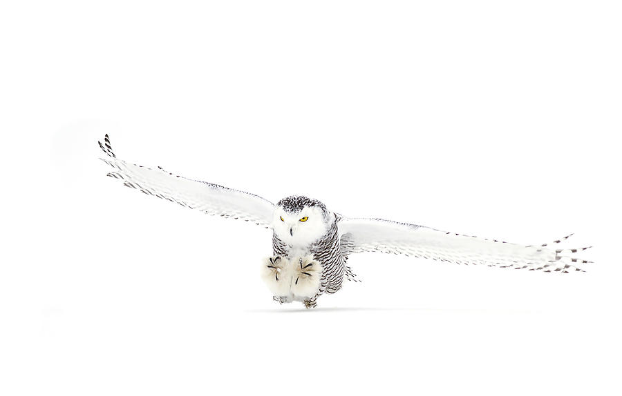 Snowyowl Photograph - Snowy Owl Coming In For The Kill by Jim Cumming