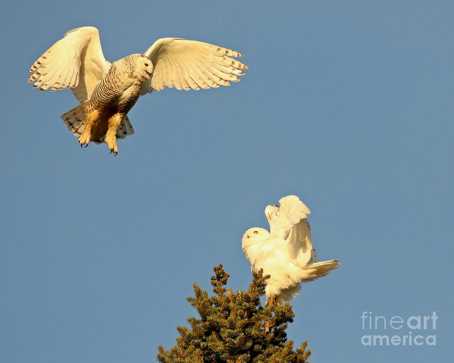 Snowy Owl Confrontation Photograph by Heather King