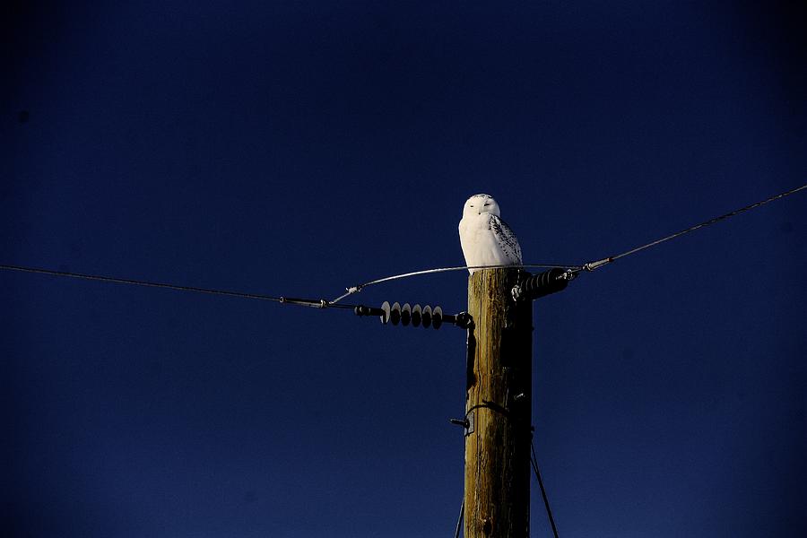 Snowy Owl Photograph by David Matthews