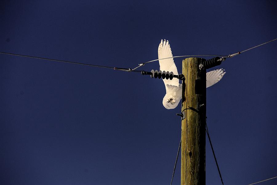 Snowy Owl Dive Photograph by David Matthews