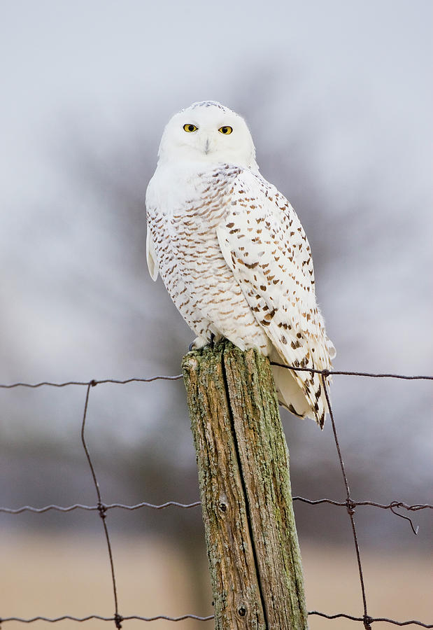 Winter Photograph - Snowy Owl Female Perched, Amherst Island, Ontario, Canada by Marie Read / Naturepl.com