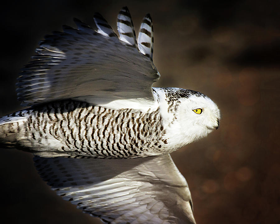 Snowy Owl Fly By Photograph