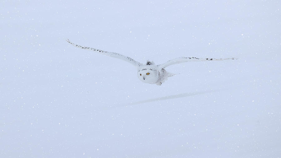 Snowy Owl Flying In The Snow Photograph by Jun Zuo