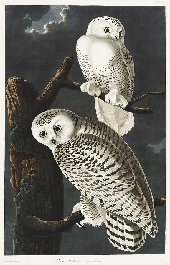 Snowy Owl From Birds Of America 1827 By John James Audubon 1785 - 1851 , Etched By Robert Havell Painting