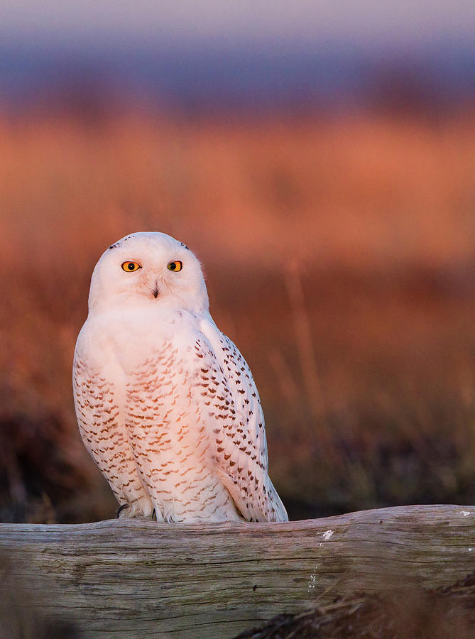 Nature Photograph - Snowy Owl, George C. Reifel Bird by Mint Images/ Art Wolfe