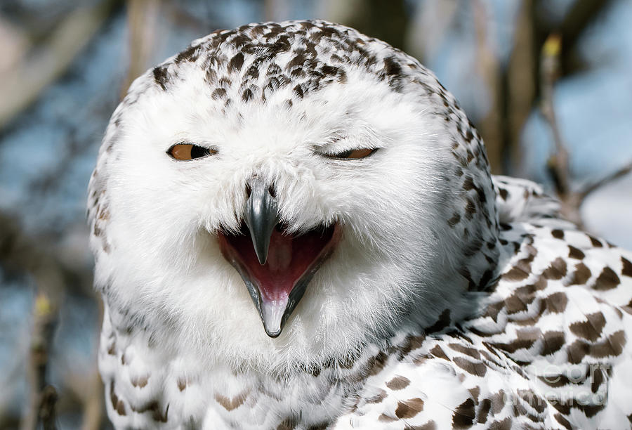 Snowy Owl Head Photograph by Nicolas Reusens/science Photo Library ...