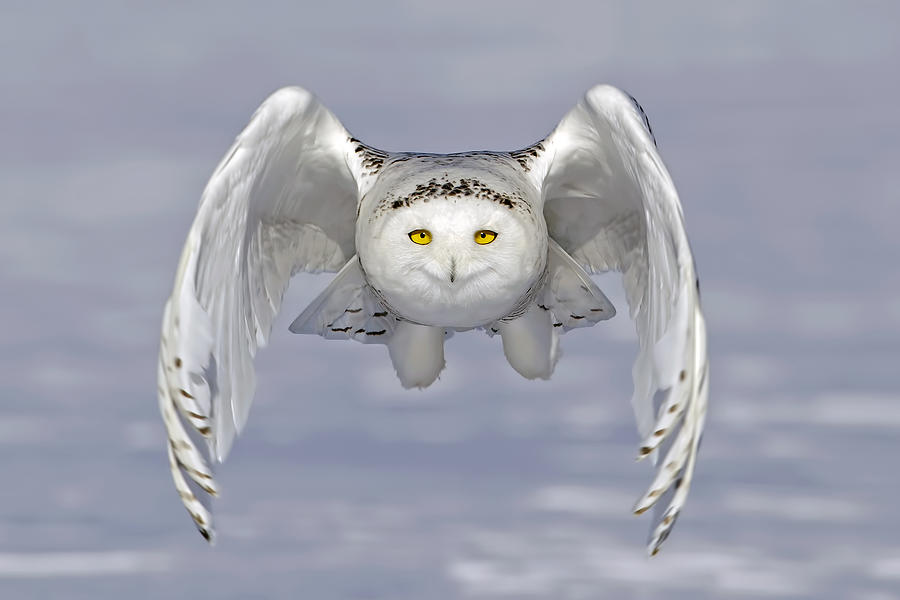 Snowy Owl Head-on Photograph by Rick Dobson