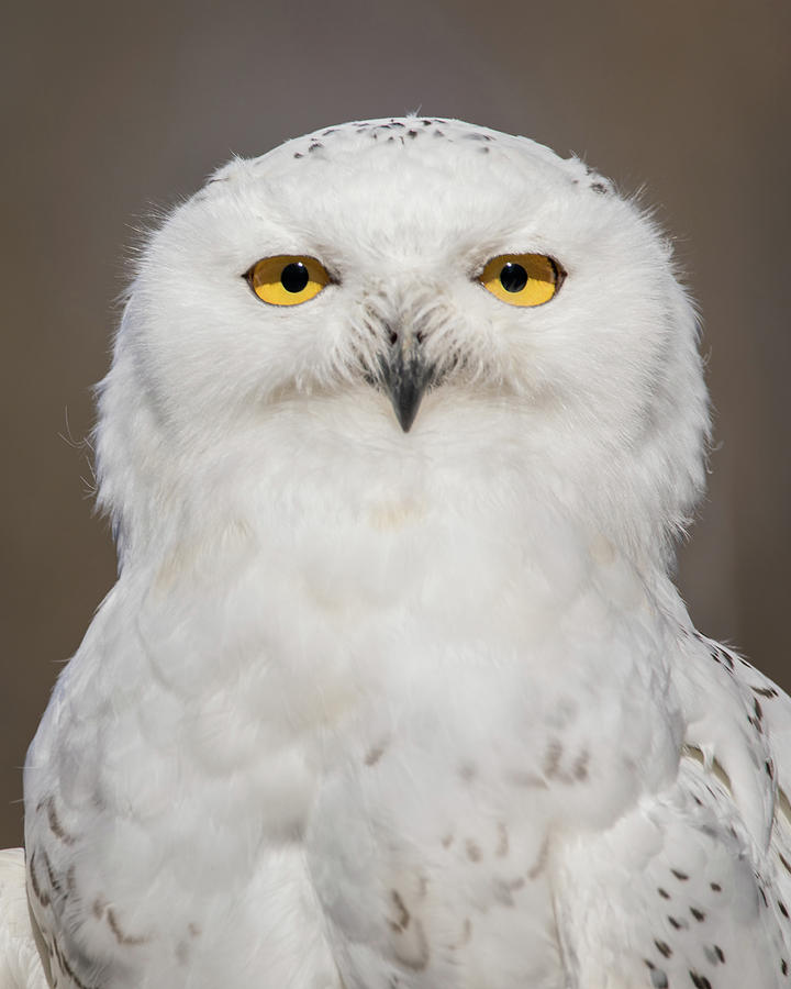 Snowy Owl Headshot Photograph by Lorraine Matti | Pixels