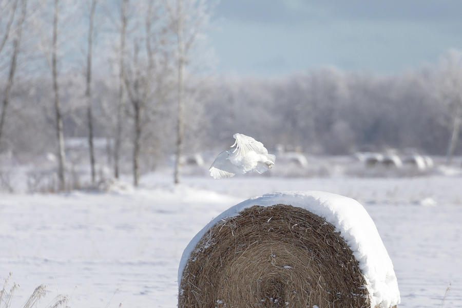 Snowy Owl Hunting Photograph by Susan Rissi Tregoning