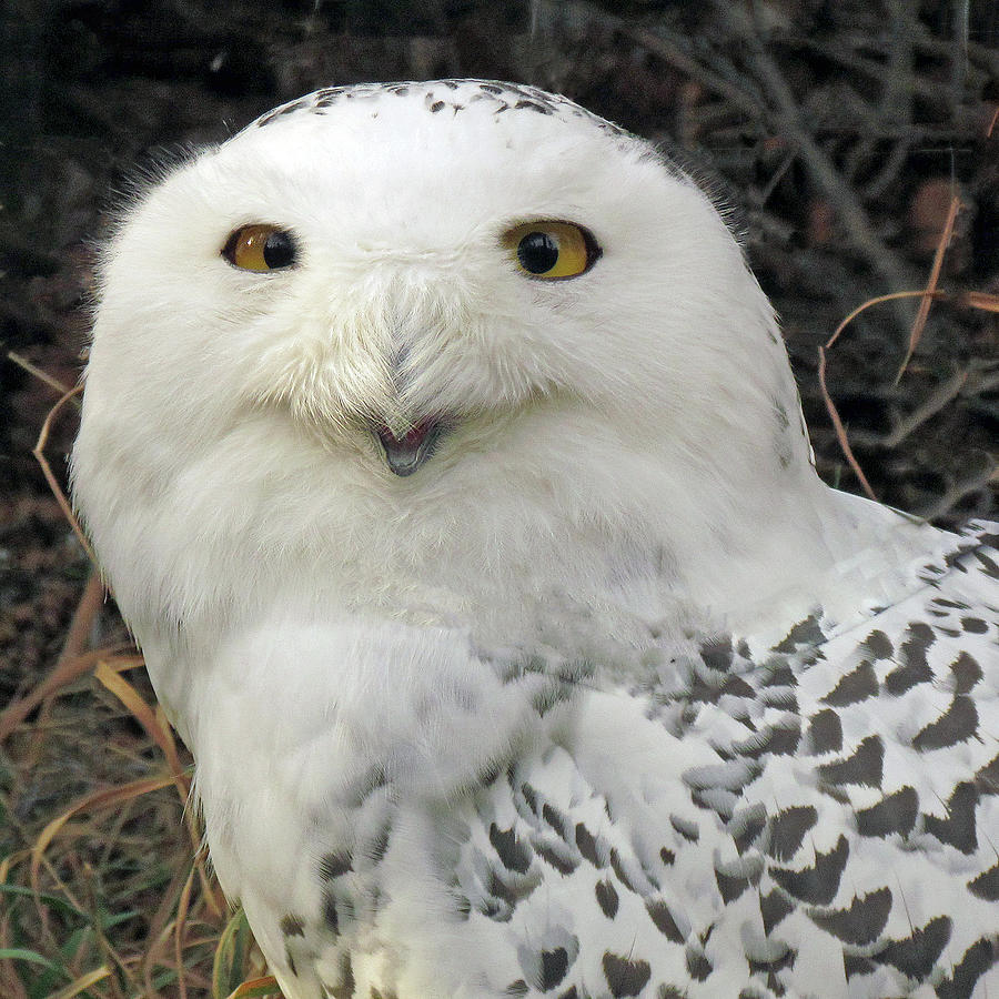 Snowy Owl Photograph by Images By Nancy Chow