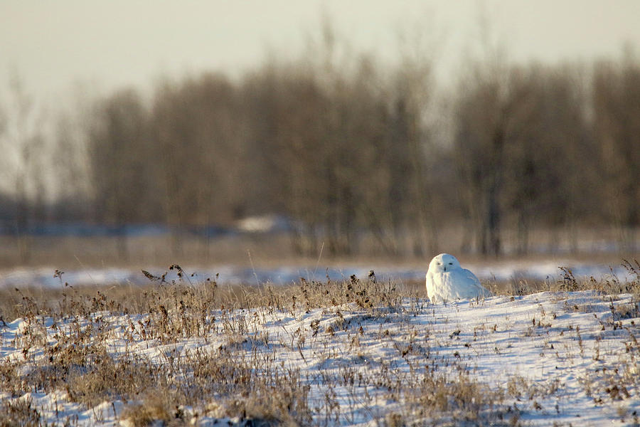 Snowy Owl In Field Photograph by Brook Burling