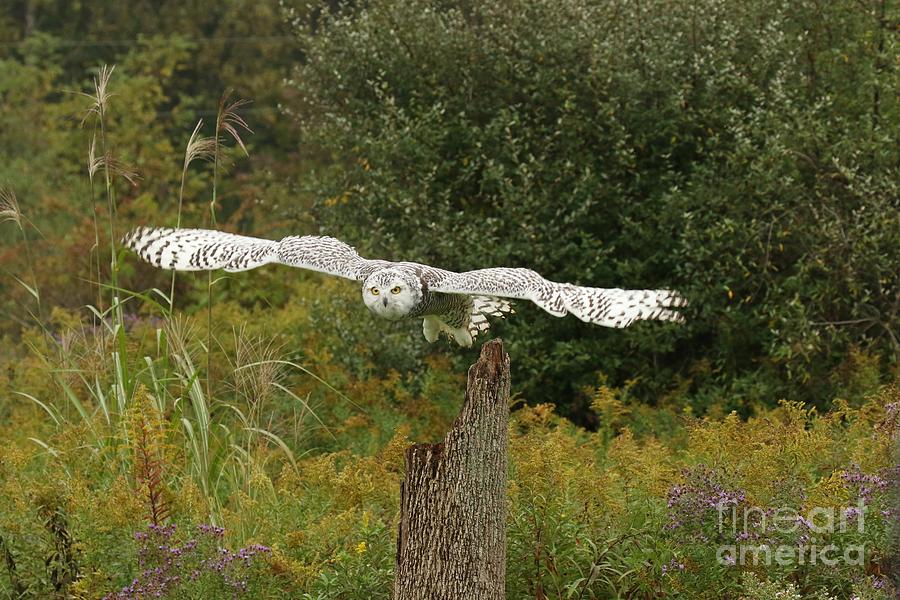 Snowy owl in flight Photograph by Heather King