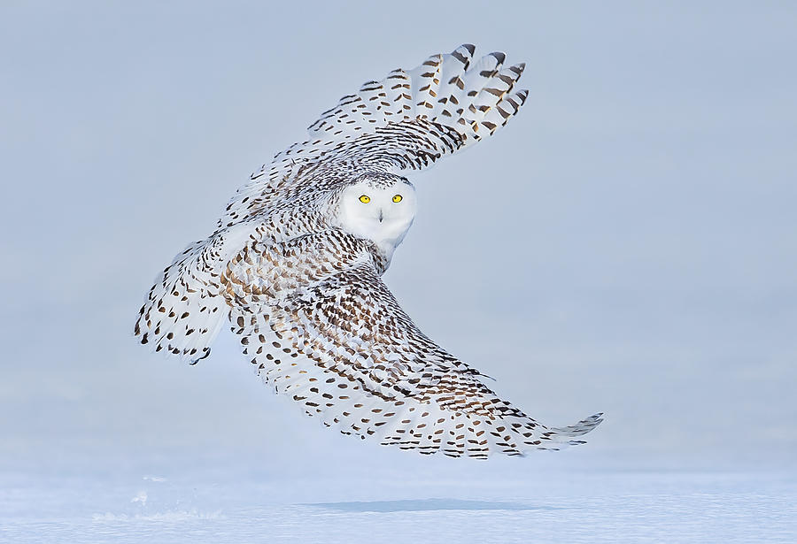 Snowy Owl In Flight Photograph by Jasmine Suo - Fine Art America