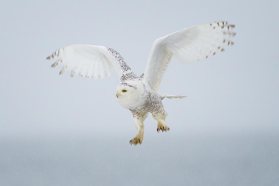 Snowy Owl In Flight Photograph by Johnny Chen