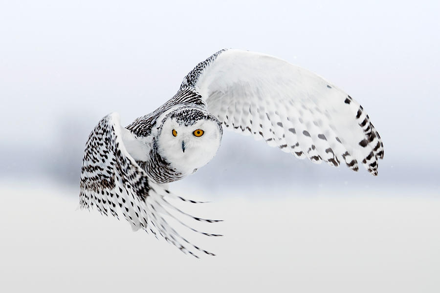 Animal Photograph - Snowy Owl In Flight, Ottawa, Canada by Miguel Lasa