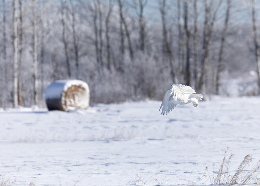 Snowy Owl in Flight Photograph by Susan Rissi Tregoning